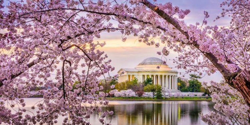 Cherry Blossom Sunset Margarita Cruise on the Potomac