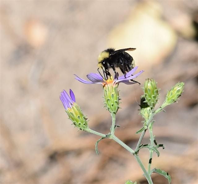 Bees in the Tahoe Basin: Pollination Ecology and Conservation