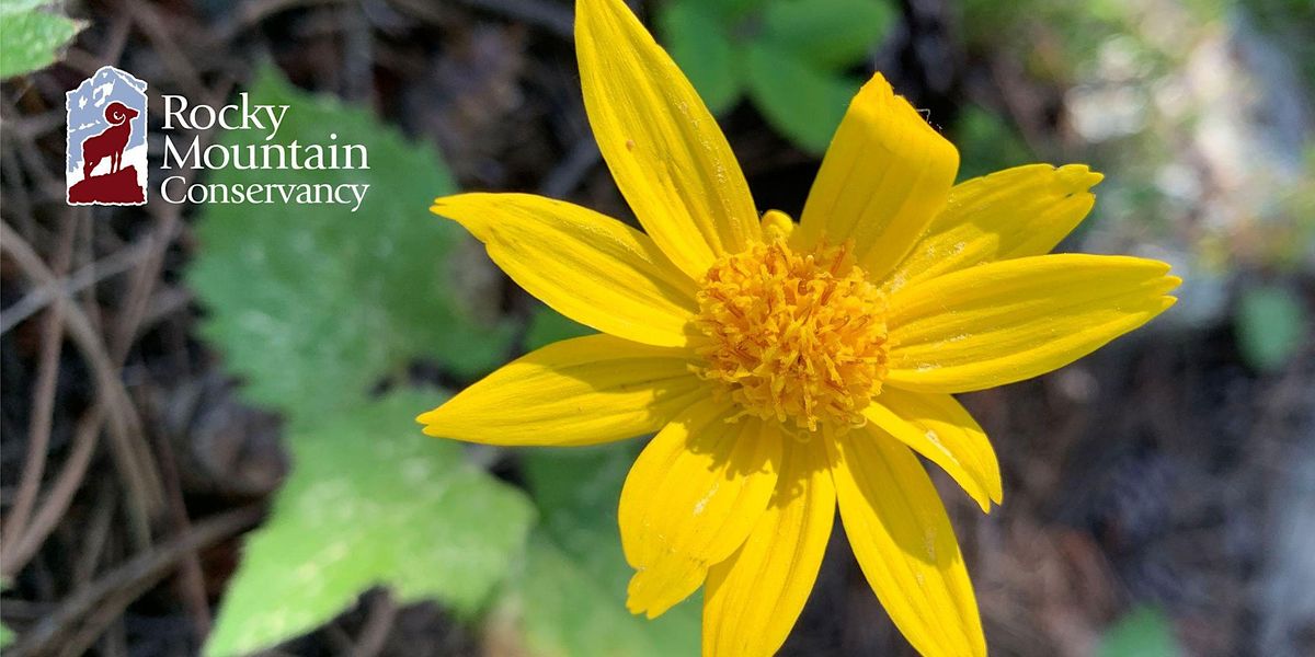 Edible & Medicinal Plants of Rocky Mountain National Park - West