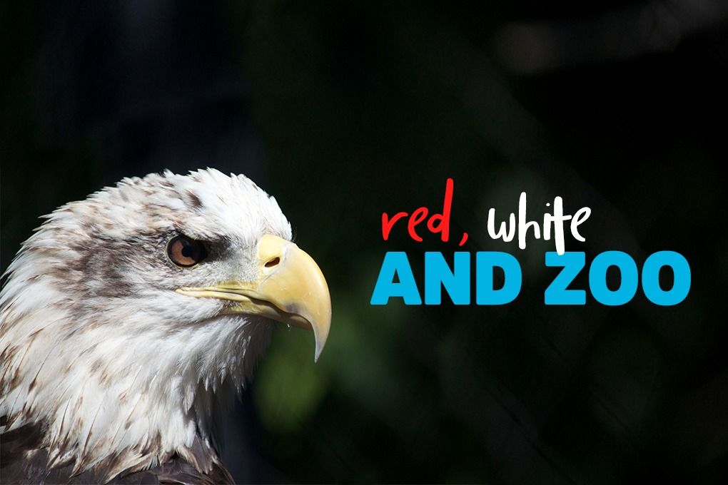 Red, White & Zoo!