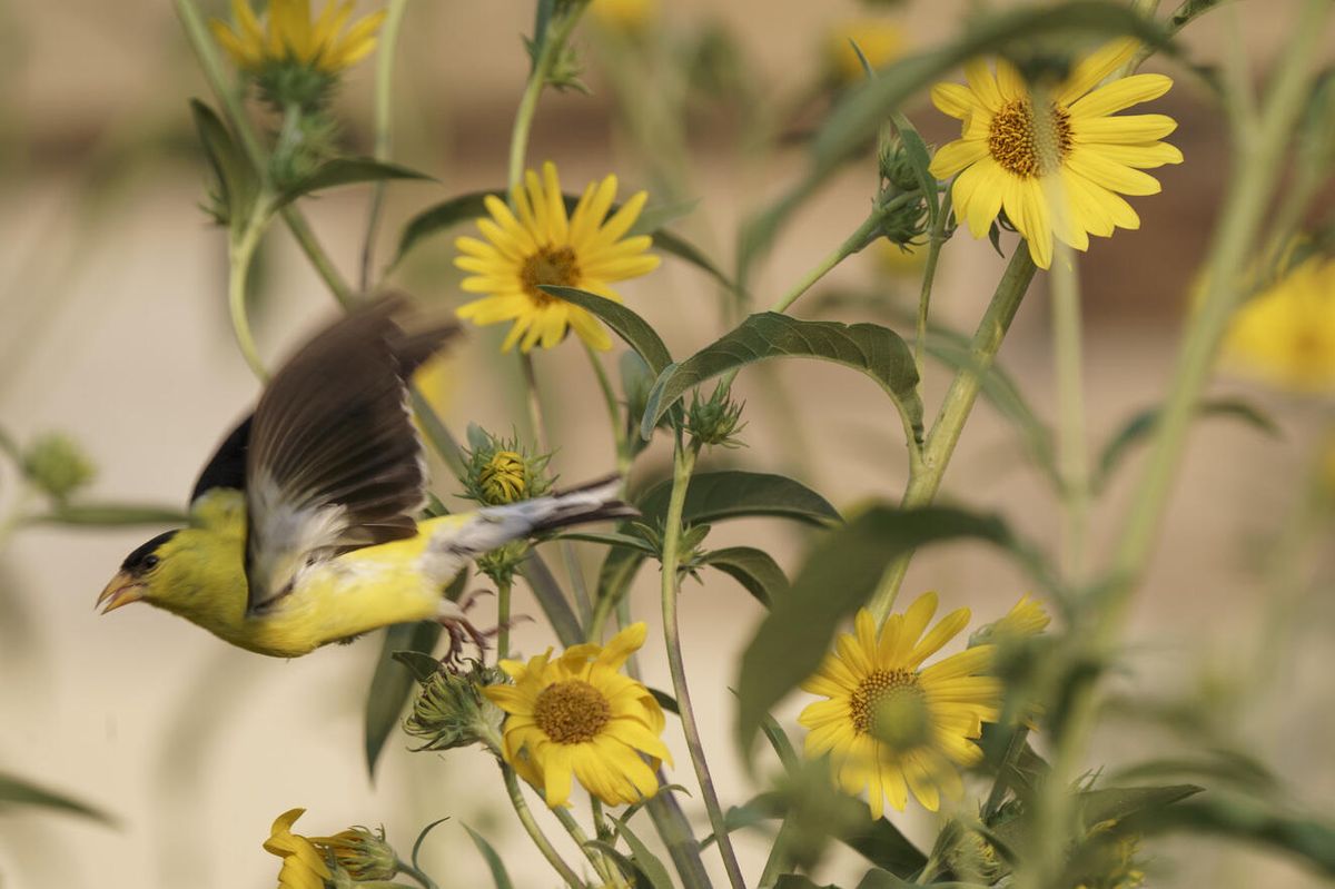 Summer Guided Hike with the Montezuma Audubon Center