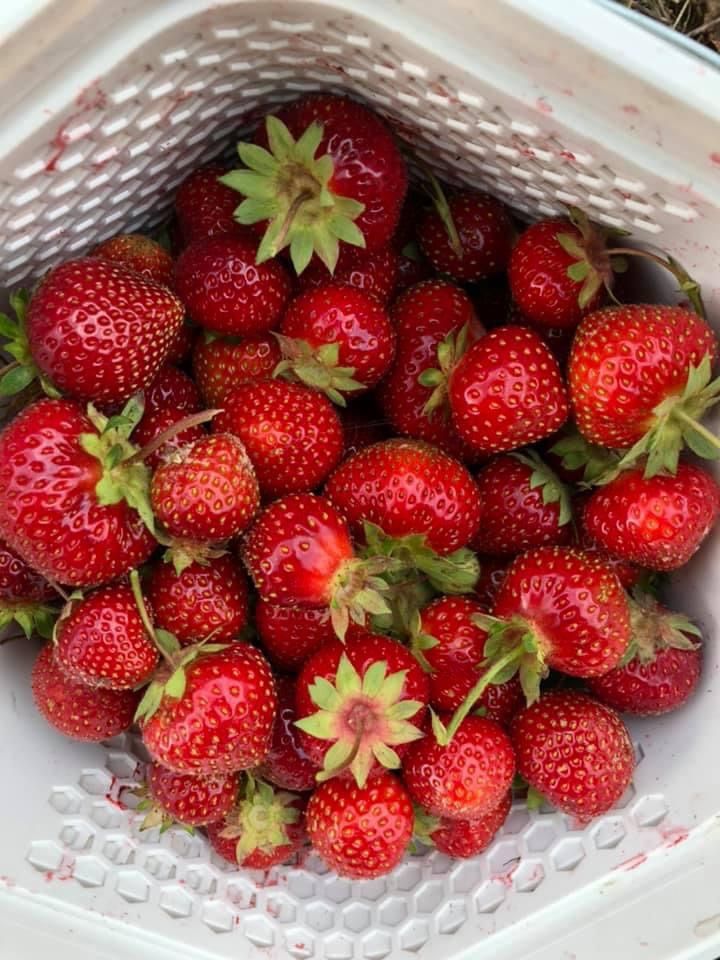 2024 Alderson Strawberry Festival (May 25), Tasting Event\/Bakery Contest (May 18) At Sunset Farm