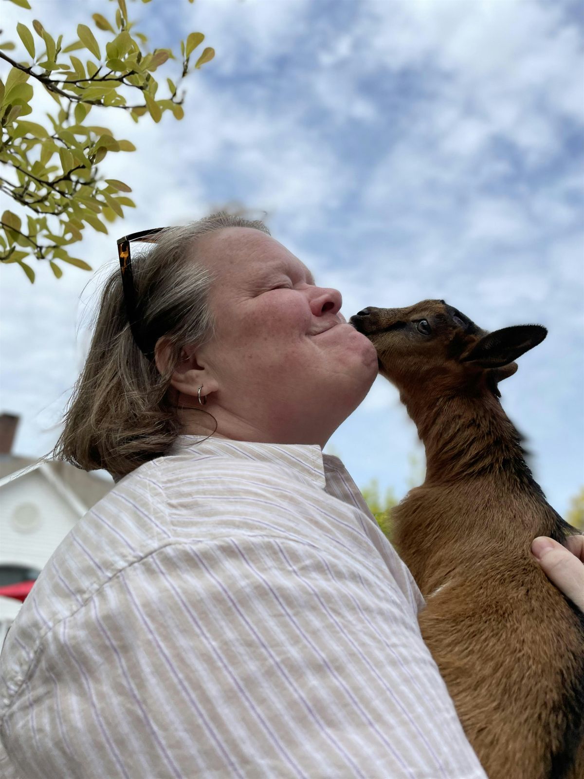 Goats on the Green - Happy 4th in Madison, CT