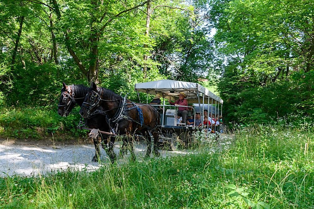 Carriage Ride - Thursday, July 3, 2025