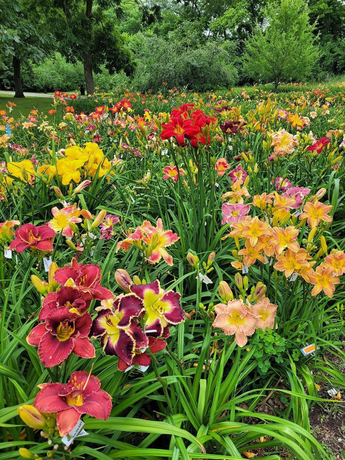 Goodlife Daylilies 2024 Flower Field Days- Open Gardens | 2290 East ...